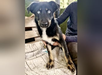 Bobby – junger Hundebub sucht liebevolle Menschen