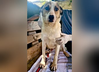 Tschambo, freundlicher Kämpfer sucht seine Familie