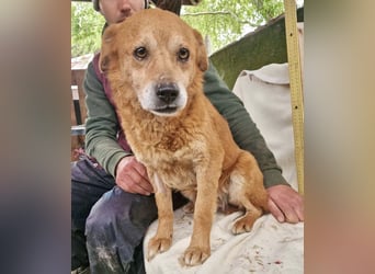 Loke – treuer Begleiter hat alles verloren und sucht einen Neuanfang