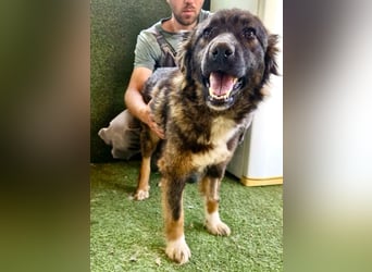 Sanfte Fenja sucht ihr Für immer Zuhause