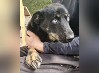 Bobby – junger Hundebub sucht liebevolle Menschen