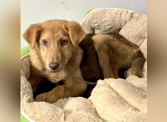 Bildhübsches Welpenmädchen Lumi