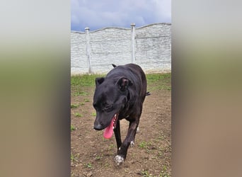 Amy – sanfte Junghündin sucht Geborgenheit