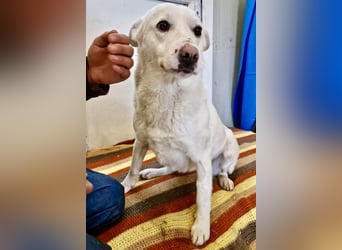 Dankbare, sanfte Blanche