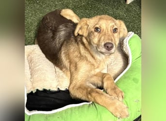 Bildhübsches Welpenmädchen Lumi