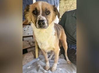 Romy, sanfte Schmusemaus sucht ihre Familie