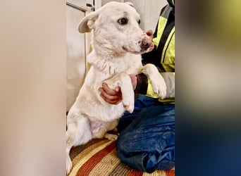 Dankbare, sanfte Blanche