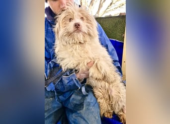 Todtrauriger Boomer auf der Suche nach Glück