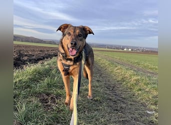 Sanfte Seele Jessy sucht ihr Für-immer-Zuhause