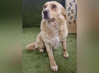 Trauriger Hugo sucht seine Familie