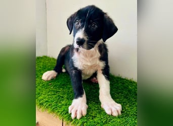 Funny, ein Welpenherz sucht sein Zuhause