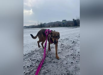 Sanfte Seele Jessy sucht ihr Für-immer-Zuhause