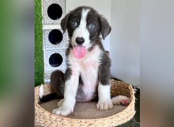 Kleiner Herzenshund Figo sucht seine Familie