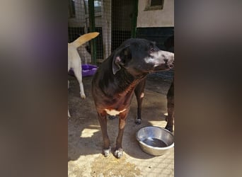 Amy – sanfte Junghündin sucht Geborgenheit