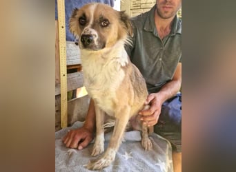 Romy, sanfte Schmusemaus sucht ihre Familie