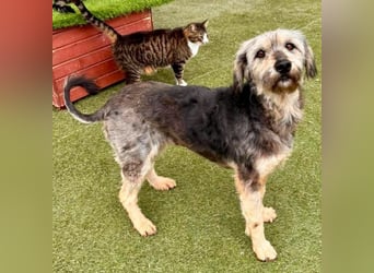 Candy – sanfte Schmusemaus sucht ihr Happy End