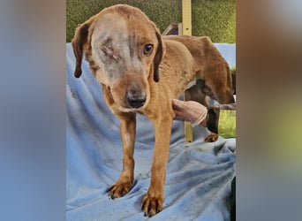 Tapfere Poppy sucht ihr Glück