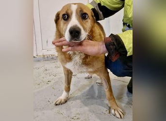 Sanfter Hundeopi Rex