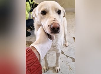 Dankbare, sanfte Blanche