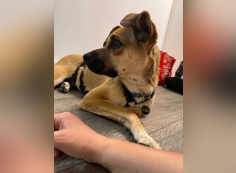 Süße Marny sucht ihr Für-Immer-Zuhause