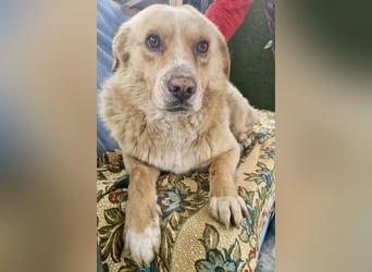 Trauriger Hugo sucht seine Familie