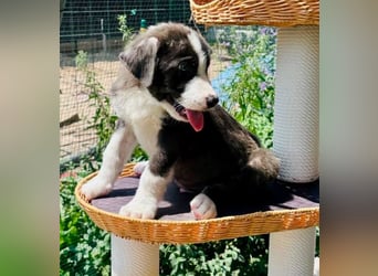 Kleiner Herzenshund Figo sucht seine Familie