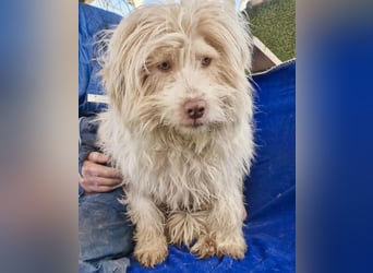 Todtrauriger Boomer auf der Suche nach Glück