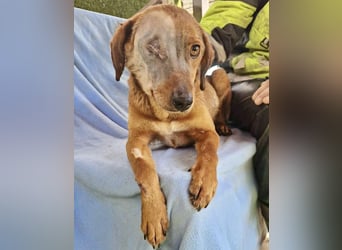 Tapfere Poppy sucht ihr Glück