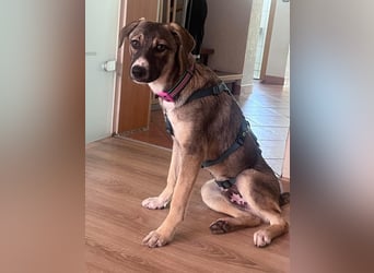 Arco - Ein besonderer Hundejunge wartet auf seine Familie