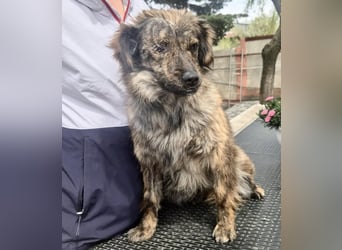 Ronja – kleine Kämpferin sucht ihr Happy End
