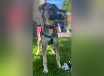 Arco - Ein besonderer Hundejunge wartet auf seine Familie
