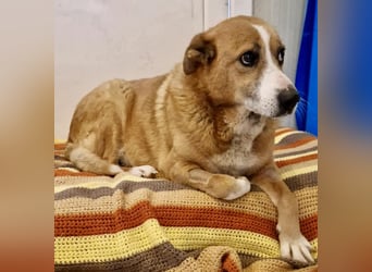 Sanfter Hundeopi Rex