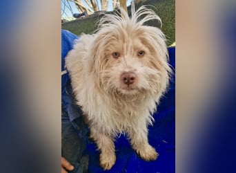 Todtrauriger Boomer auf der Suche nach Glück