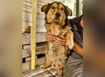 Scotty sucht Menschen, die ihm zeigen, dass Vertrauen sich lohnt