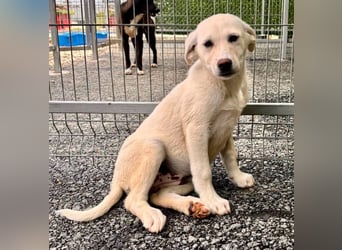Kleine Briska - auf der Suche nach ihrer Familie