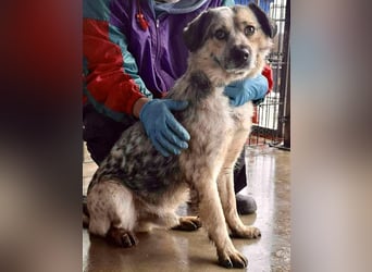 Schmusiger, verspielter Cisco