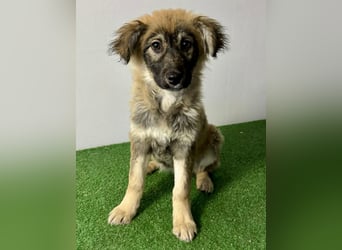 Bildhübsches Welpenmädchen Bibbi