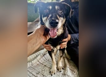 Collin – blinder Senior kämpft im Shelter ums Durchhalten