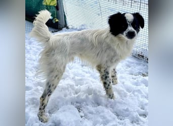 Zierlicher Junghund Merlin