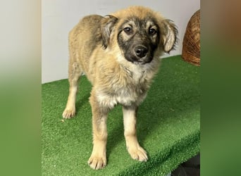 Bildhübsches Welpenmädchen Bibbi