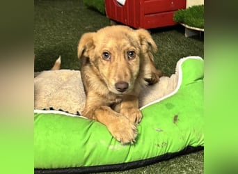 Bildhübsches Welpenmädchen Lumi