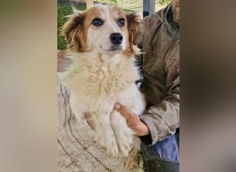 Anka – ältere Hundeseele versteht die Welt nicht mehr