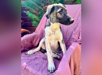 Jude möchte endlich in den Arm genommen werden...