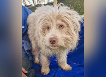 Todtrauriger Boomer auf der Suche nach Glück