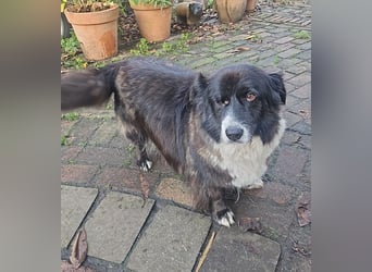 Gnadenplatz für Max gesucht