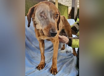 Tapfere Poppy sucht ihr Glück