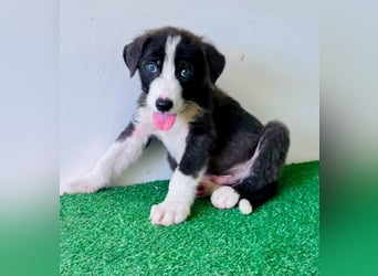 Kleiner Herzenshund Figo sucht seine Familie