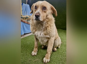 Trauriger Hugo sucht seine Familie
