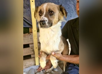 Romy, sanfte Schmusemaus sucht ihre Familie