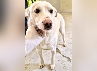 Dankbare, sanfte Blanche